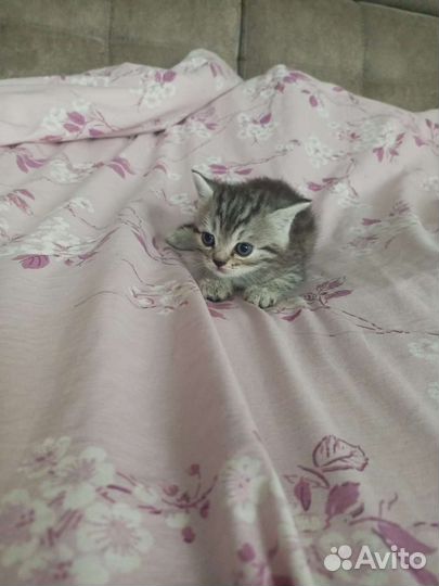 Кошечка в добрые руки