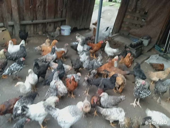 Куры молодки