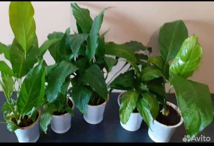 Спатифиллум