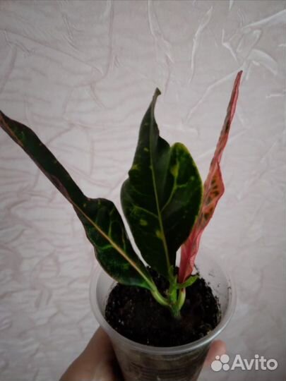 Кодиеум (кротон)