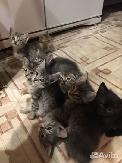 Котята в добрые руки