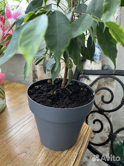 Фикус бенджамина