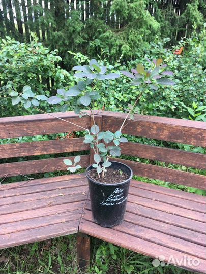 Скумпия красная