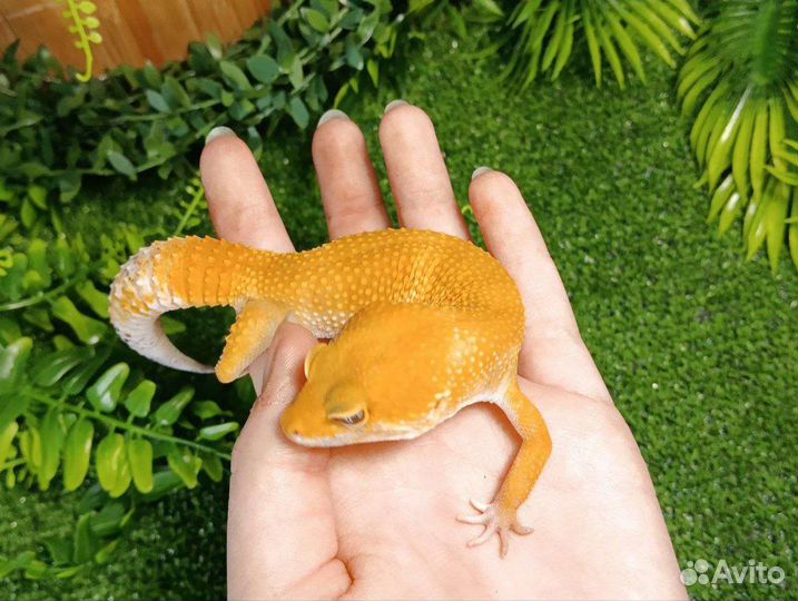 Эублефары blood