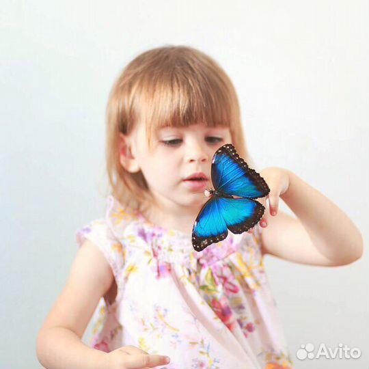 Живые бабочки и Фермы бабочек Ростов