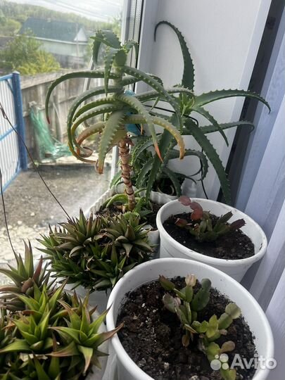 Комнатные цветы