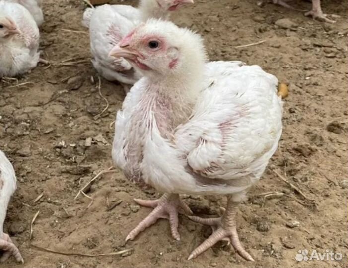 Бройлер 10дн. Центр