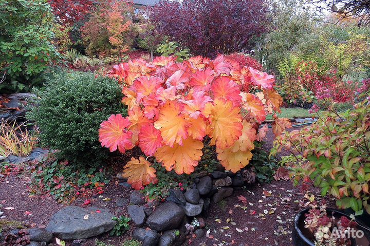 Редкие и шикарные многолетники для сада Самовывоз