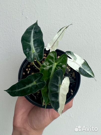 Алоказия бамбино вариегатная