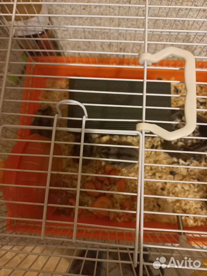 Джунгарский хомяк бесплатно