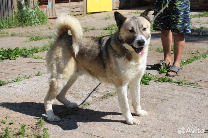 Собака в добрые руки