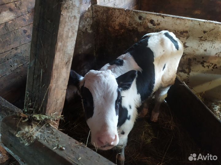 Теленок бычок