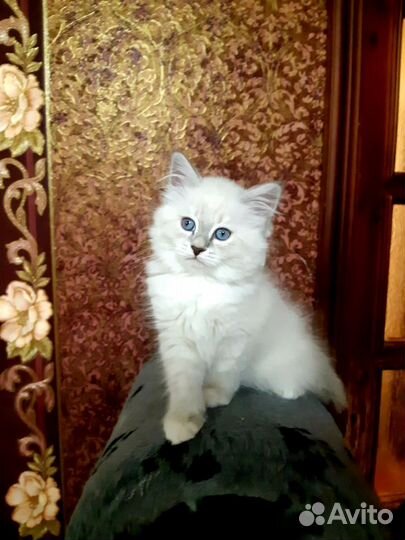 Невские маскарадные котята