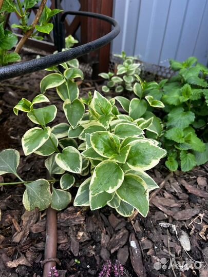 Барвинок вариегатный