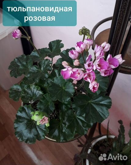 Пеларгония герань сортовая