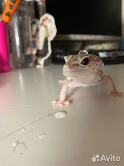 Пара Эублефаров с террариумом
