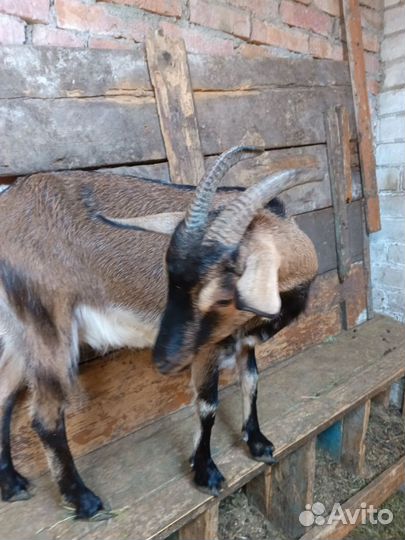Коза дойная