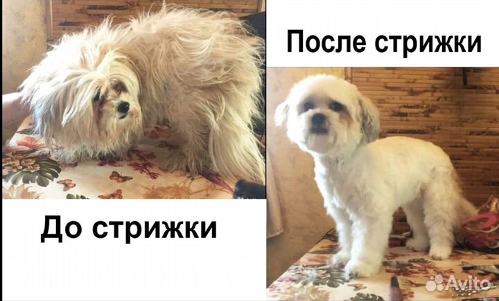 Стрижка и купание собак. Груминг. Спа-услуги