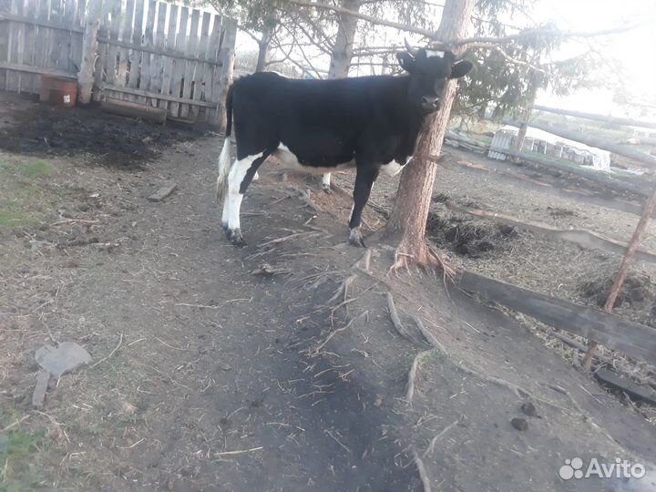 Быки и телки на мясо