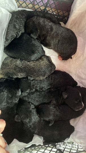 Собаки щенки бесплатно в добрые руки