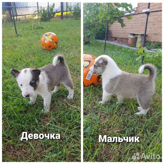 Западно сибирская лайка