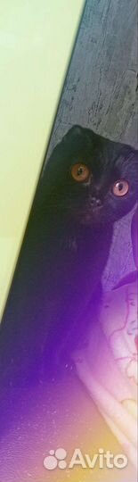 Кошка в дар бесплатно