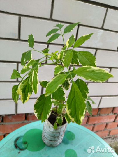 Саженцы бузины