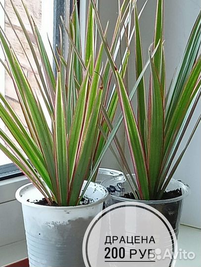 Комнатные цветы