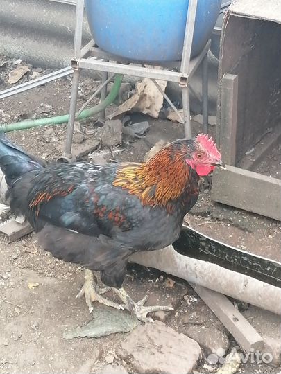Петух домашние