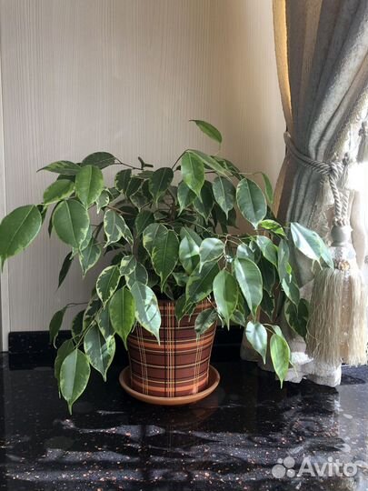 Фикус в керамическом горшке