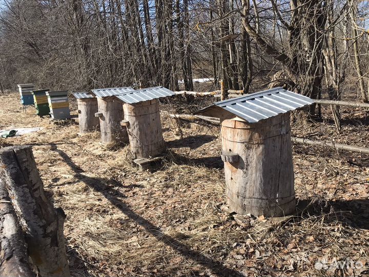Продам колоды для пчел