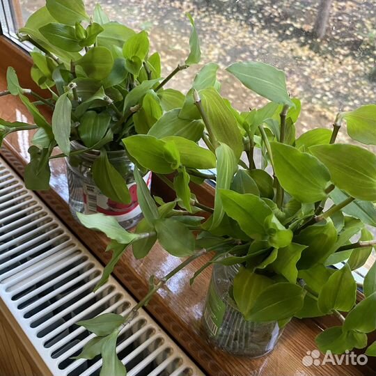 Традесканция