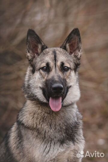 Метис Хаски в добрые руки