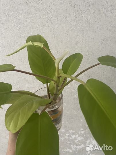 Филодендрон малай голд