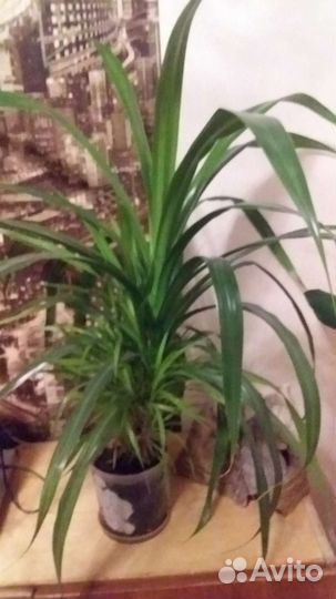 Комнатные цветы