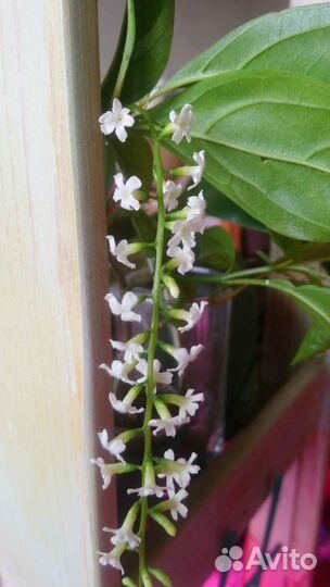 Маркея цитарексилум гардении