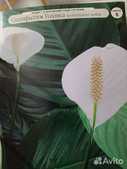 Спатифиллум. Отвечаю по телефону
