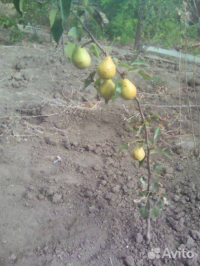 Саженцы груши сорта сеянец киффера