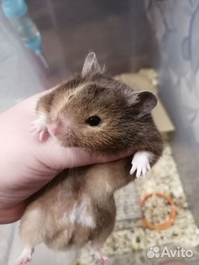 Сирийский хомяки