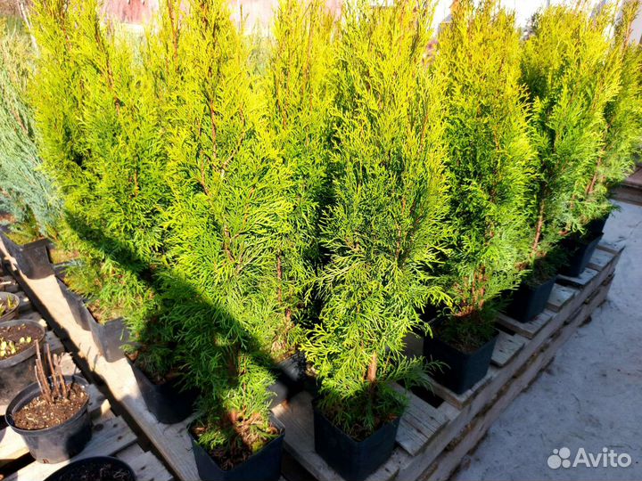 Туя Смарагд 90 см
