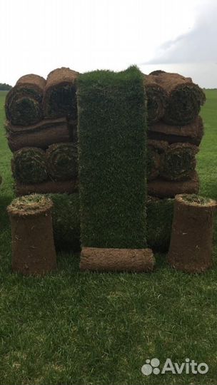 Рулонный газон