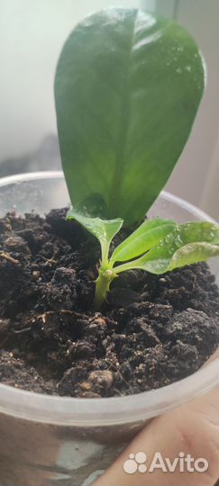 Цветы, суккуленты