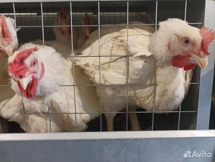 Мясо домашнего бройлера