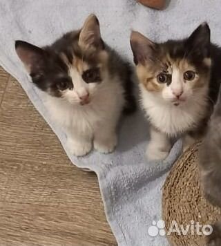 Котята