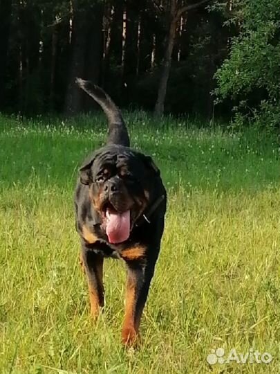 Ротвейлер вязка