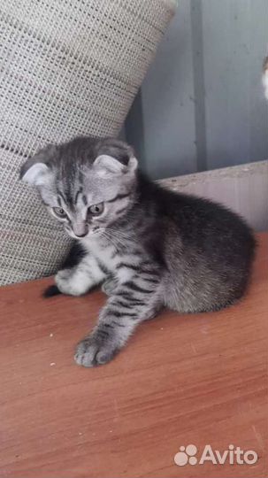 Котёнок вислоухий в любимцы