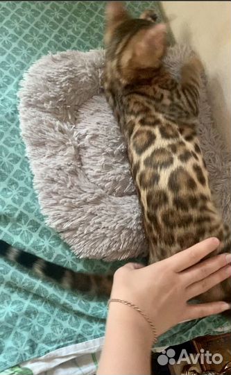 Бенгальский котёнок,мальчик от Чемпионов