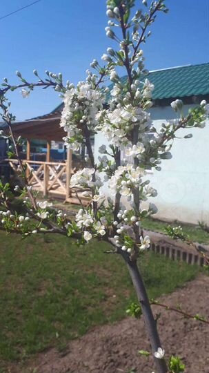 Дом 140 м² на участке 12 сот.