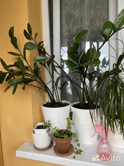 Замиокулькас