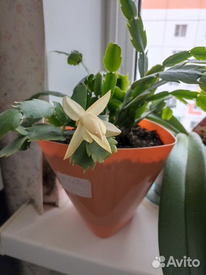 Цветы домашние